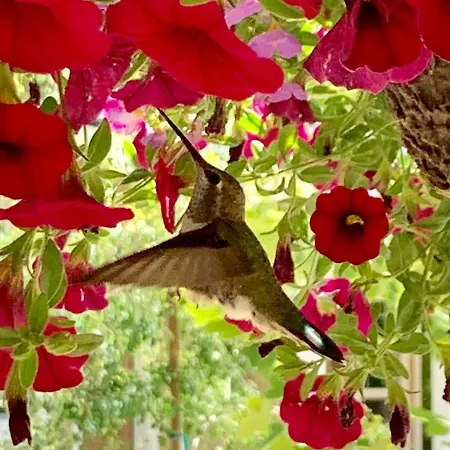 Red Tail Ranch-2